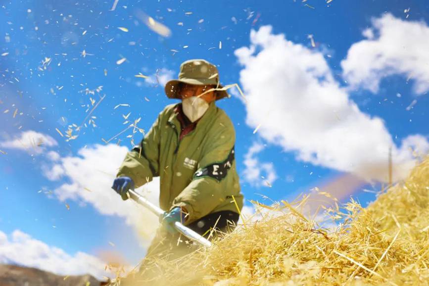 西藏吉?。簬愠两襟w驗秋收打場【5】