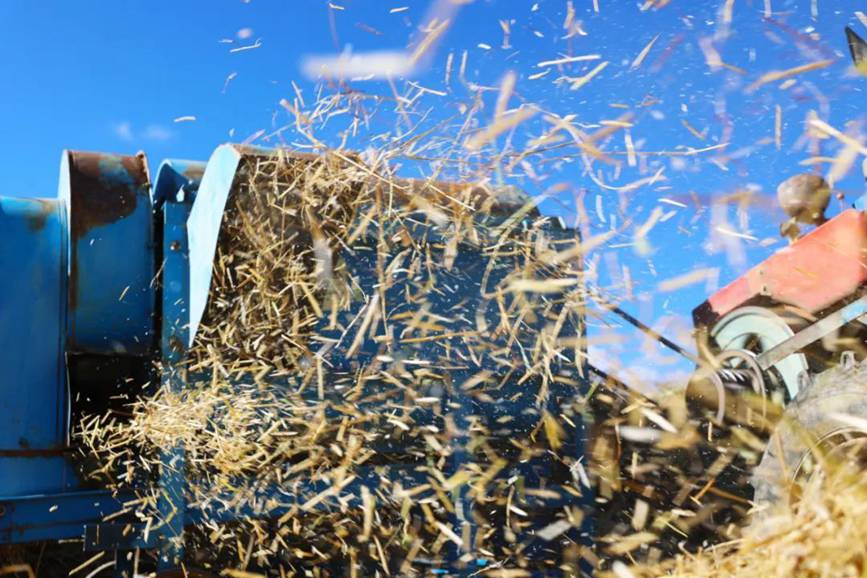 西藏吉?。簬愠两襟w驗秋收打場【7】