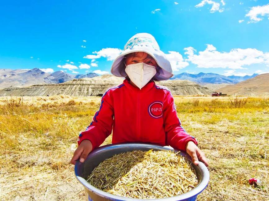 西藏吉?。簬愠两襟w驗秋收打場【9】