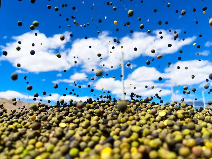 西藏吉隆：帶你沉浸式體驗秋收打場【14】