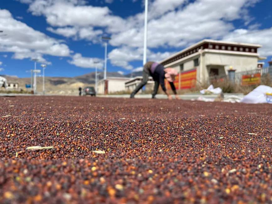 西藏吉?。簬愠两襟w驗秋收打場【15】