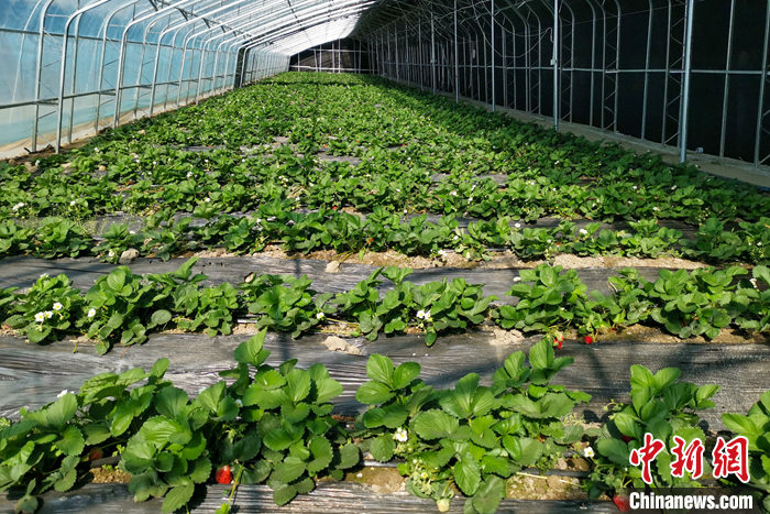 圖為10月21日，康馬縣薩馬達鄉(xiāng)高原溫室大棚內的草莓長勢良好。<a target='_blank' href='/'><p  align=