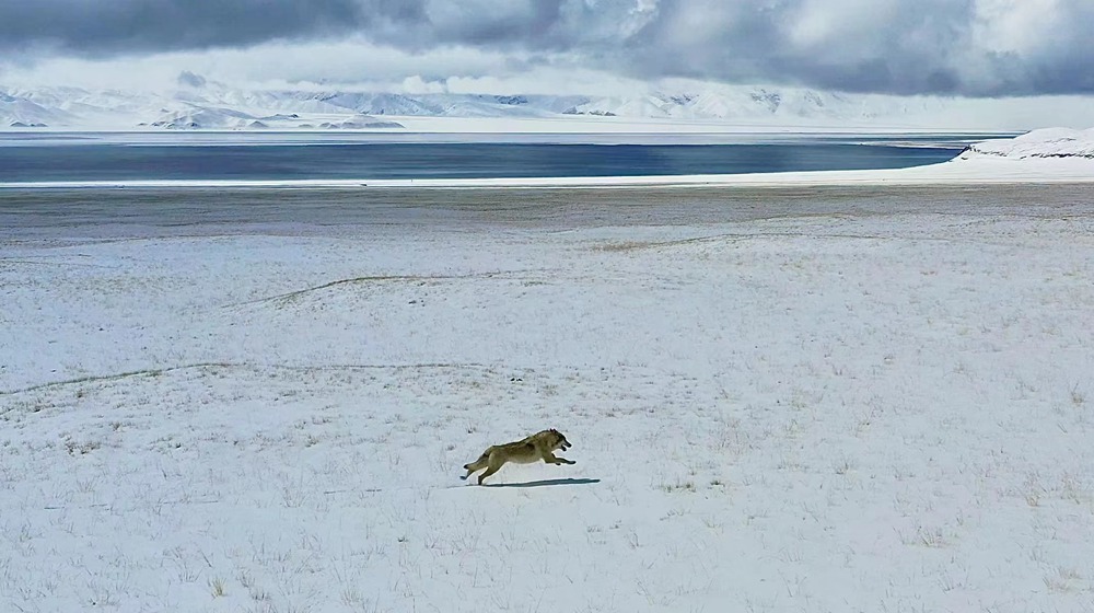 雪地里疾馳的阿里“狼”。