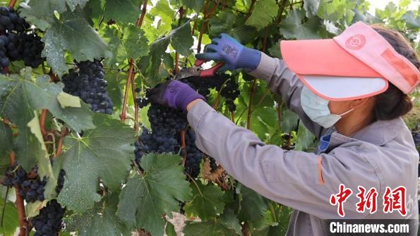 圖為當(dāng)?shù)卮迕癫烧咸??！∩侥仙Ｈ湛h委宣傳部提供