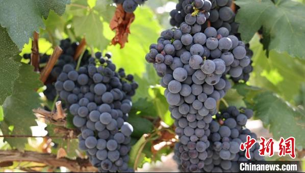 圖為桑日縣種植的葡萄?！∩侥仙Ｈ湛h委宣傳部提供