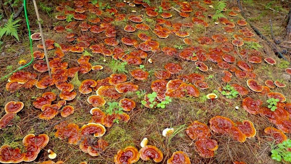 靈芝長勢喜人。