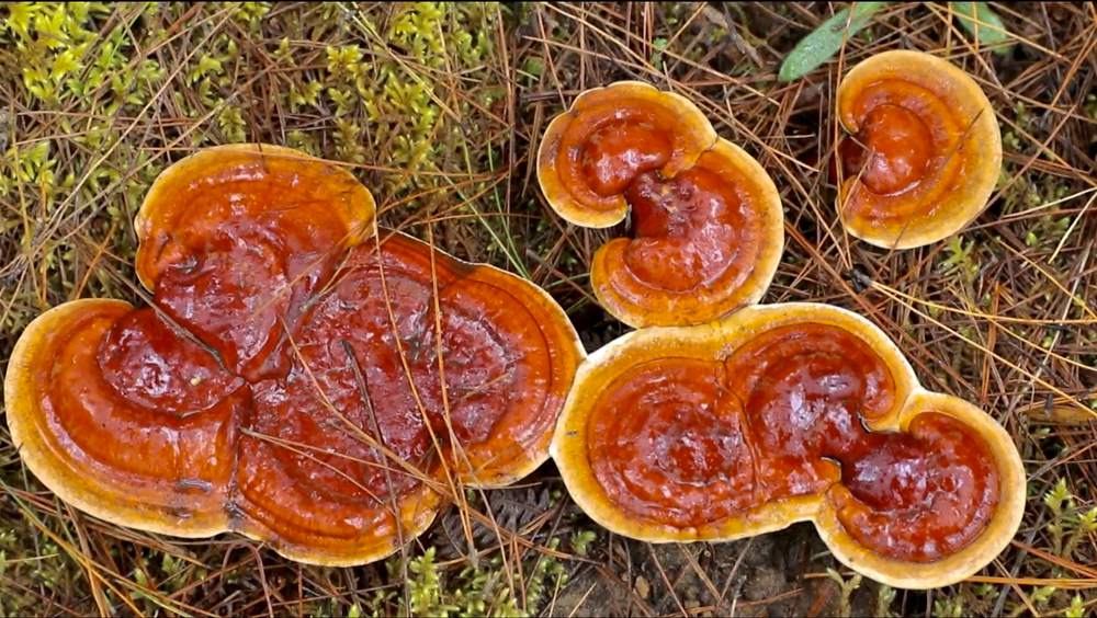 破土而出的靈芝宛如一把把撐開的“小雨傘”。