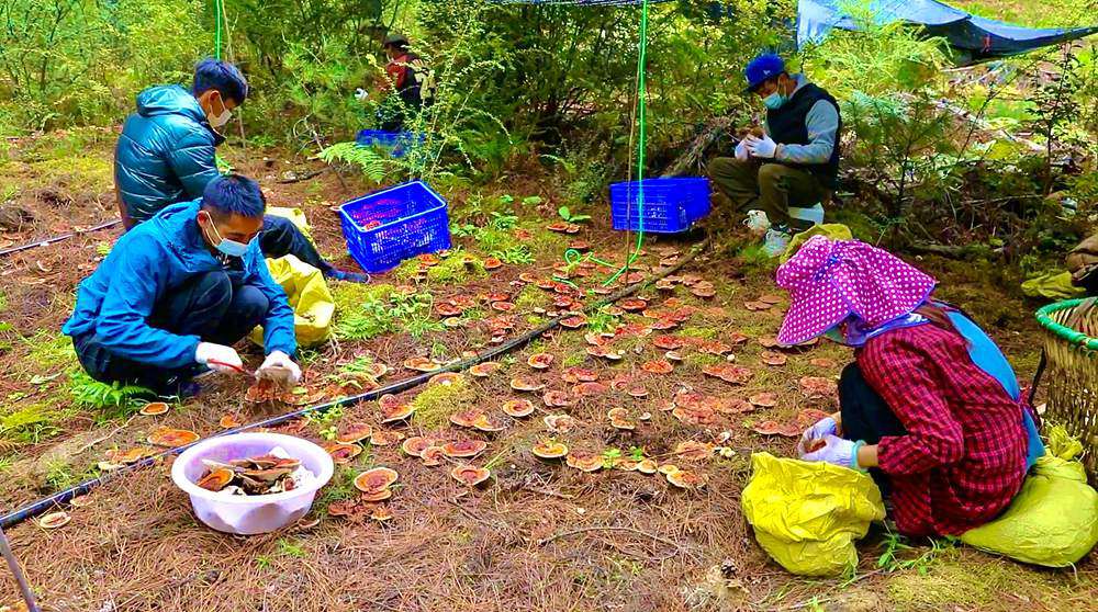 采摘靈芝。