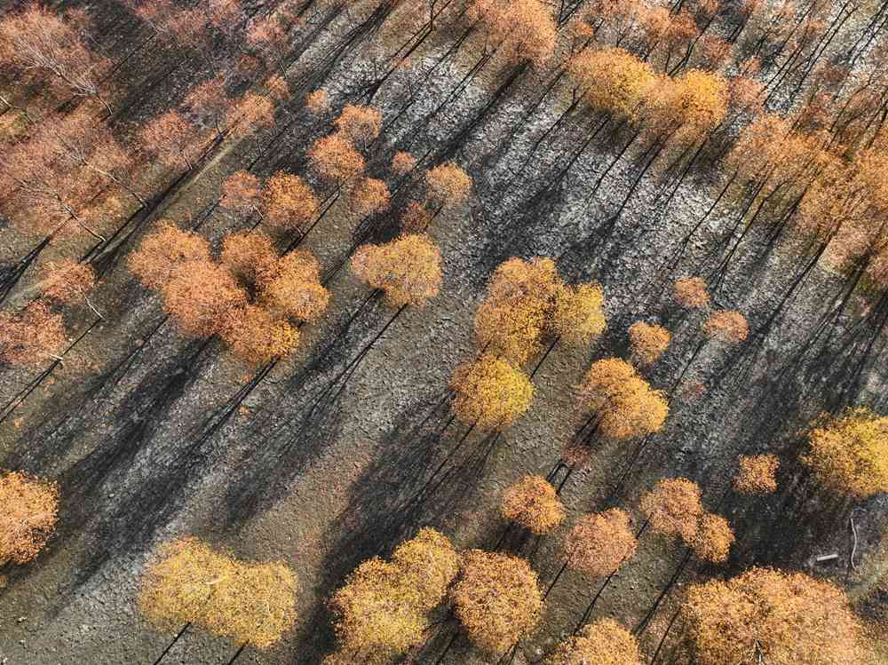 入冬時節(jié)，雅魯藏布江畔的樹林一片金黃。