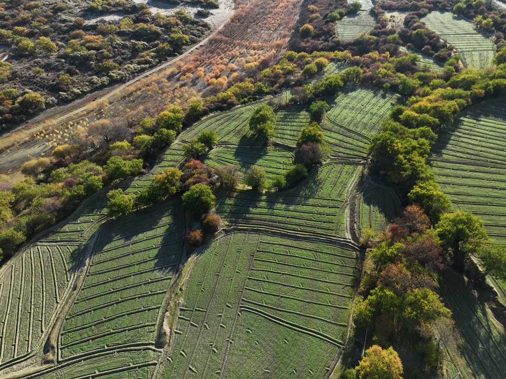 雅魯藏布江畔的高原梯田。