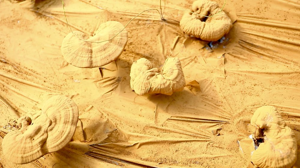 靈芝基地內(nèi)孢子粉布滿塑料膜。