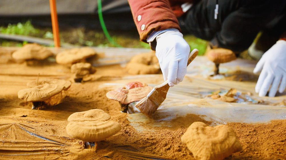 采收靈芝孢子粉。