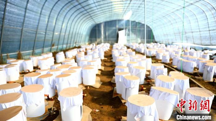 圖為靈芝套袋?！∴嚢?攝