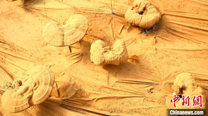 圖為靈芝基地內(nèi)孢子粉布滿塑料膜?！〉录?攝