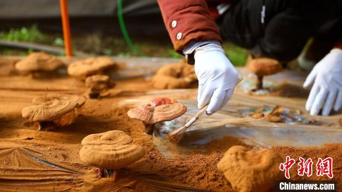 圖為農(nóng)民采收靈芝孢子粉?！〉录?攝