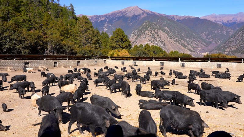 養(yǎng)殖基地里的藏香豬。