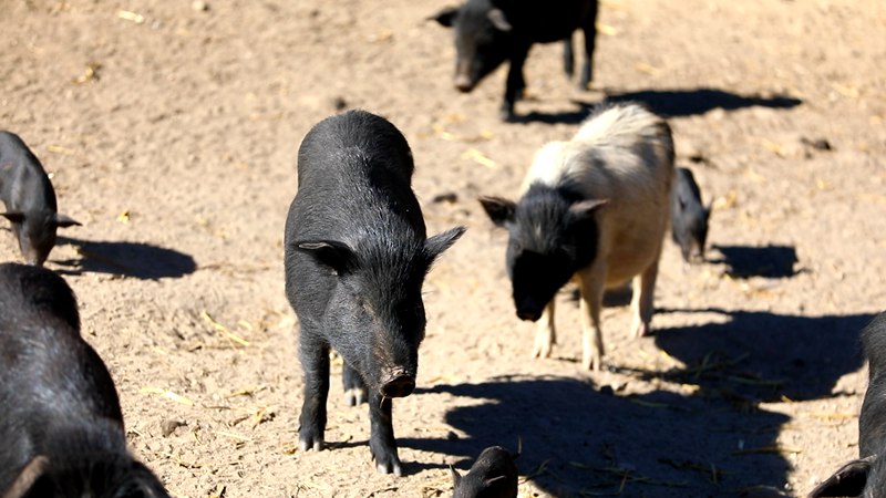 藏香豬在覓食。