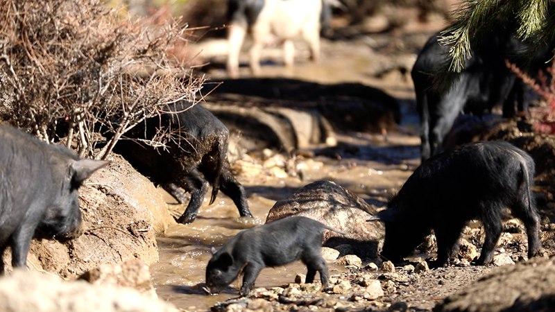 藏香豬在喝水。