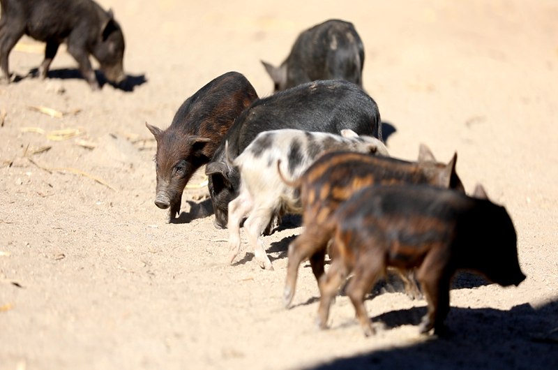 藏香豬在覓食。