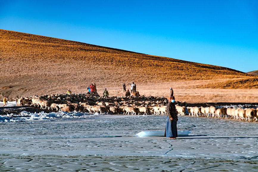 牧民趕著羊群，準(zhǔn)備通過冰面。 覃穎華攝