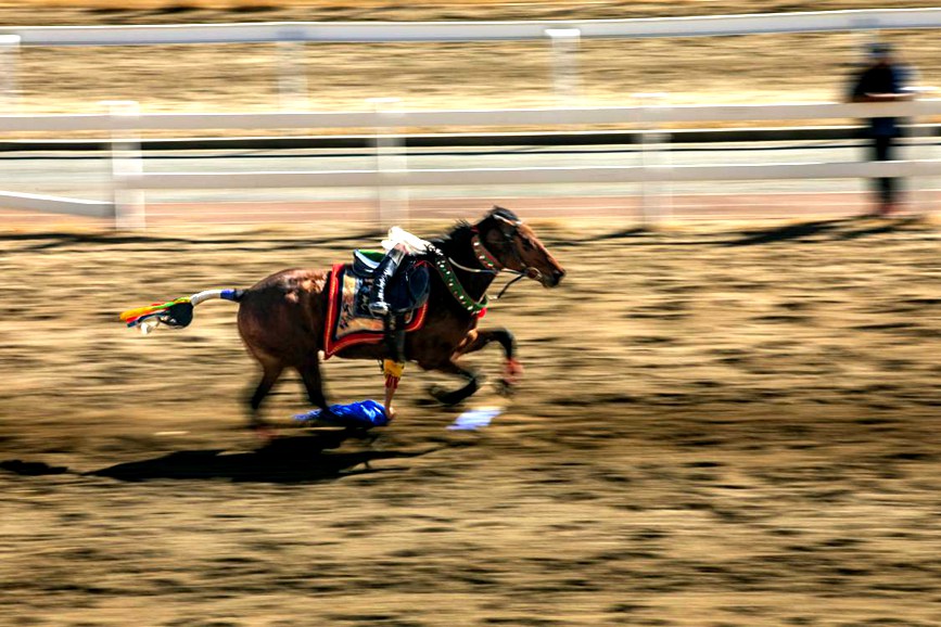 藏歷新年，精彩的馬術(shù)表演。張靜攝