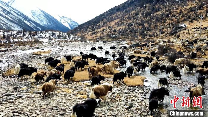 圖為角木那村生態(tài)散養(yǎng)的牦牛正在覓食?！『槿艉?攝