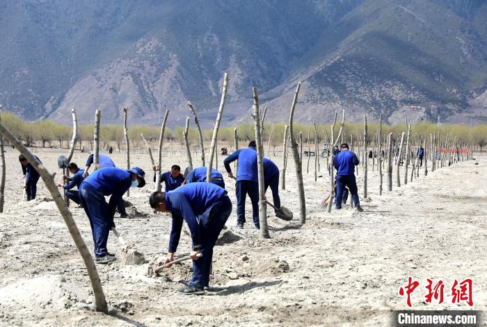 林芝市巴宜區(qū)森林消防中隊志愿服務隊熱火朝天的植樹現場?！∥骼@拉翁 攝
