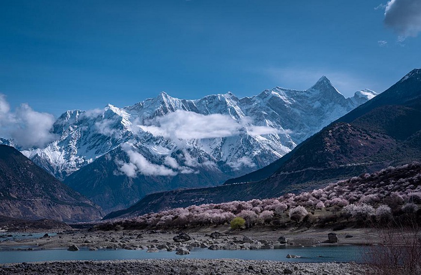 雪山下的桃花。張靜攝