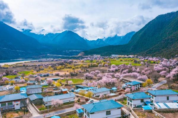 人間桃花源！林芝桃花有多絕？