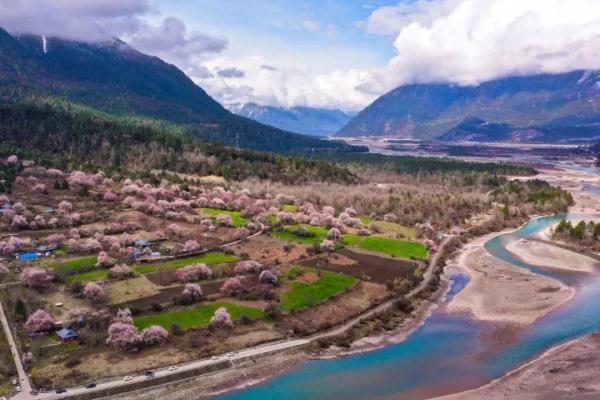 人間桃花源！林芝桃花有多絕？