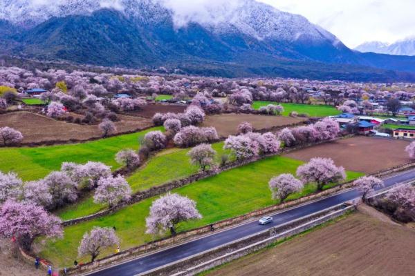 人間桃花源！林芝桃花有多絕？