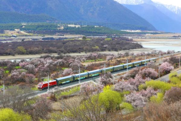 人間桃花源！林芝桃花有多絕？