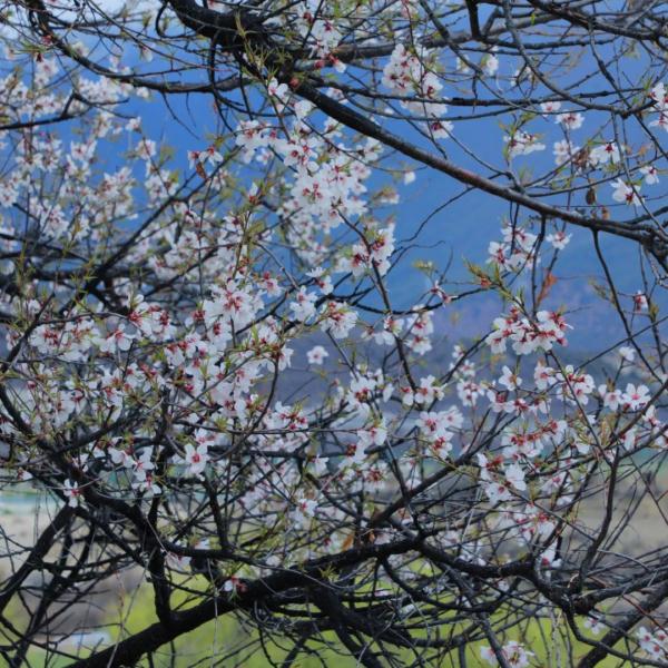人間桃花源！林芝桃花有多絕？