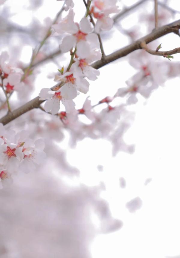 人間桃花源！林芝桃花有多絕？