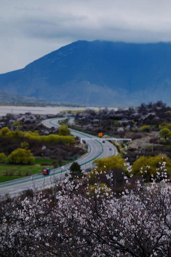 人間桃花源！林芝桃花有多絕？
