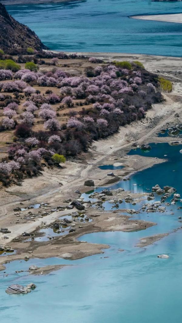 人間桃花源！林芝桃花有多絕？