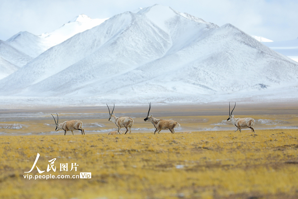 西藏阿里：野生動(dòng)物悠閑覓食【2】
