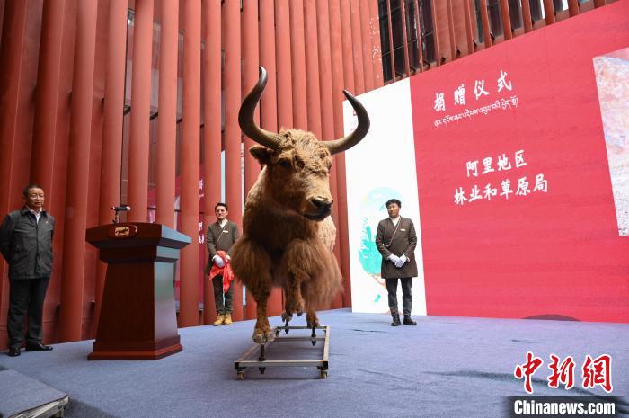 圖為阿里地區(qū)林草局捐贈(zèng)的金絲野牦牛標(biāo)本?！≮w朗 攝