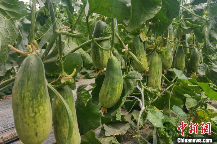 西藏海拔4400多米康馬縣甜瓜、西瓜豐收