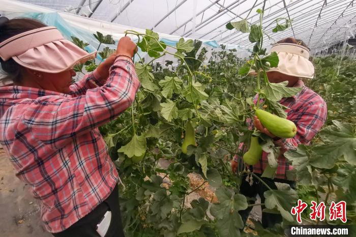 工作人員打理高原溫室大棚?！⒔ㄜ?攝