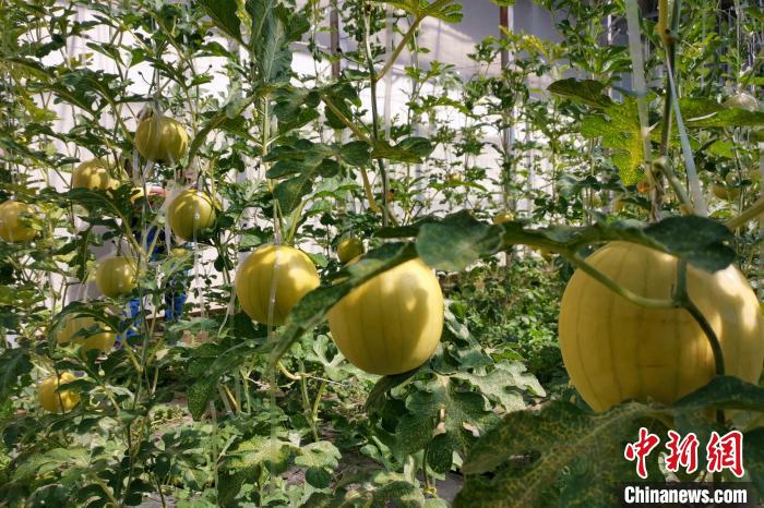 圖為康馬縣大棚內(nèi)的金太陽西瓜?！⒔ㄜ?攝