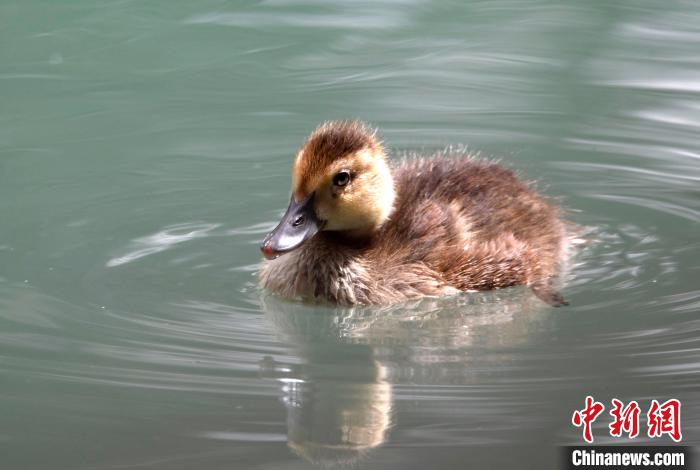圖為6月22日，棲息在拉魯濕地的白眼潛鴨?！±盍?攝