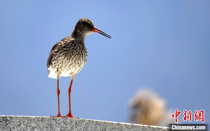 圖為6月22日，棲息在拉魯濕地的紅腳鷸?！±盍?攝