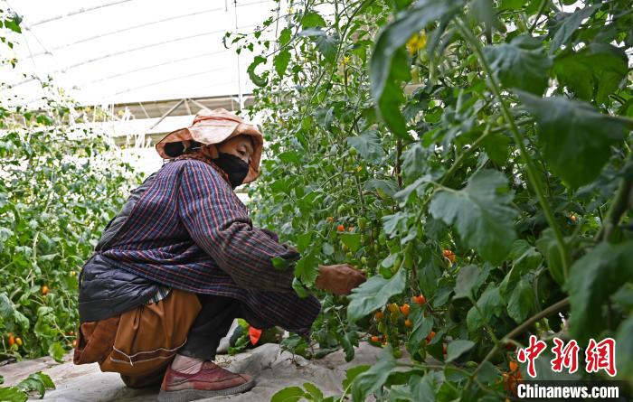 圖為巴珍在地里勞作?！≮w朗 攝