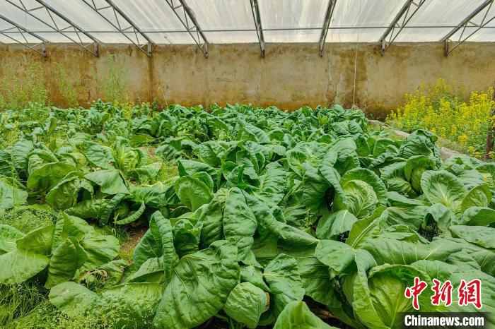 公珠湖執(zhí)勤點的大棚蔬菜，種菜是該執(zhí)勤點輪換民警們的日常?！↓埿▲P 攝