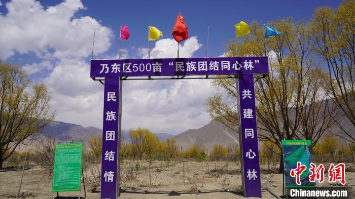 圖為“民族團(tuán)結(jié)同心林”項目?！∧藮|融媒供圖
