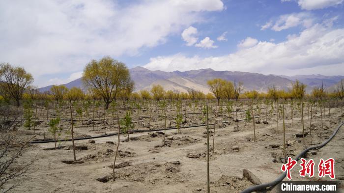 圖為位于乃東區(qū)雅魯藏布江河畔的“民族團(tuán)結(jié)同心林”已初具雛形?！∧藮|融媒供圖