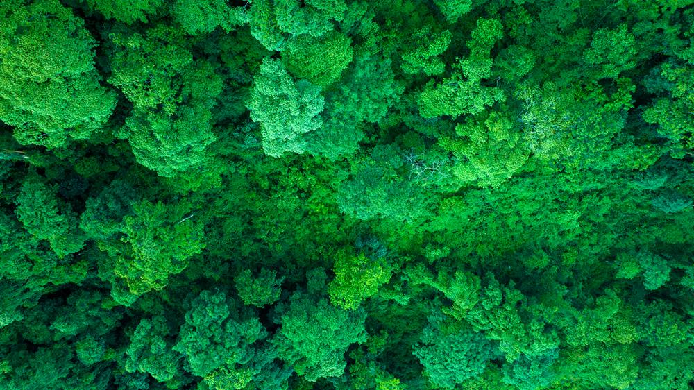 森林覆蓋率達(dá)到50%以上，滿目皆綠。益西曲批攝