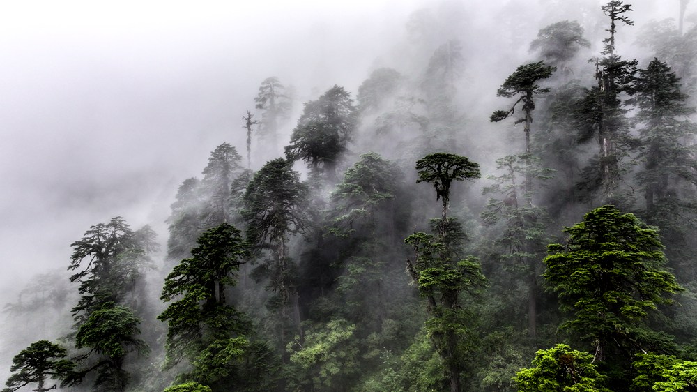 水霧蒸騰，滿目皆綠。張澤坤攝