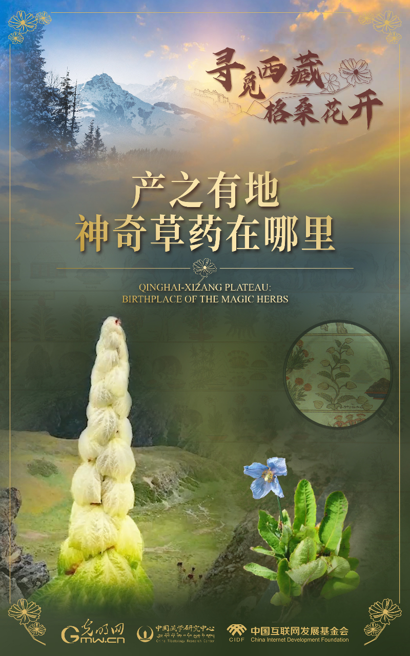 【尋覓西藏·格?;ㄩ_(kāi)】產(chǎn)之有地:神奇草藥在哪里